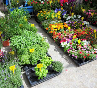 Eindrücke vom Rundgang über den Markt von Elne