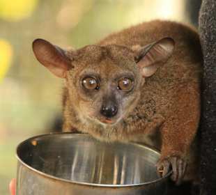 Bushbaby