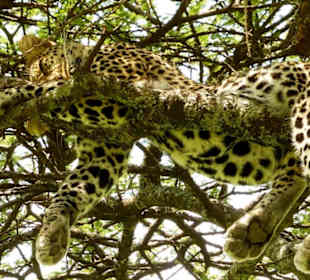 Leopard on a tree