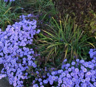 Botanischer Garten