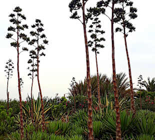 Botanischer Garten Viveiro