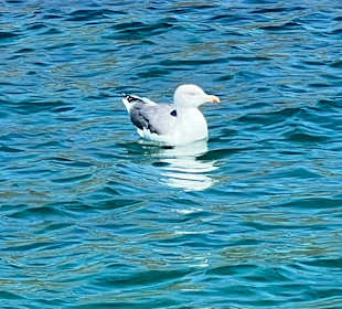 Strand Alcudia