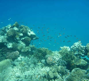 Ras Mohammed