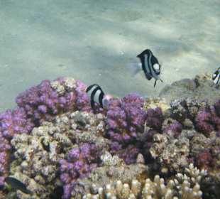 Schnorcheln Makadi Bay