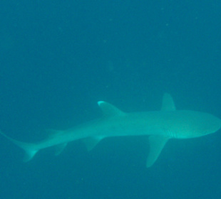 Hai (gesichtet beim Schnorcheln)