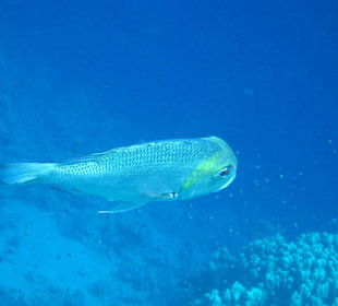 Begegnungen am Hausriff Hotel Melia Sinai