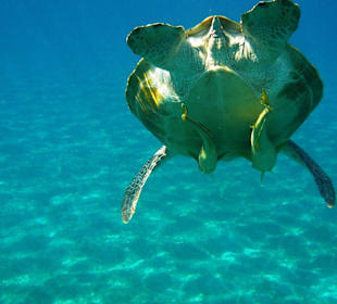 Schildkröte mit 2 Schiffshaltern