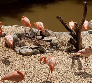 Flamingos