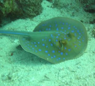 Vom Steg aus zu sehen beim The Breakers Diving and Surfing L