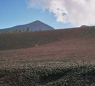 Roter Sauerampfer färben das Grau auch hier