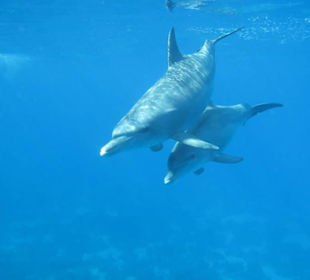 Delfinschnorcheln mit den Dolphin Dancers, 2012