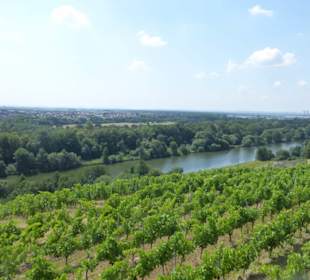 Blick vom Beerhüterturm über Peterstirn und Main