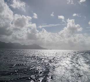 Den Walen auf der Spur