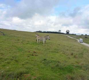 Knynsa Elephant Park