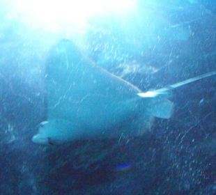 Manta