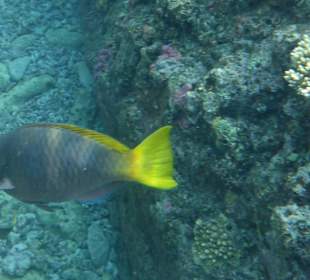 Seltener Papagaienfisch