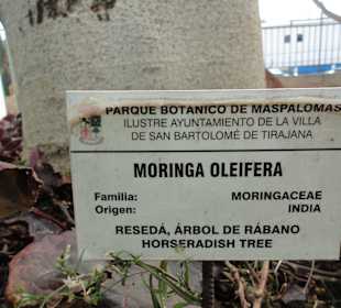 Parque Botánico de Maspalomas