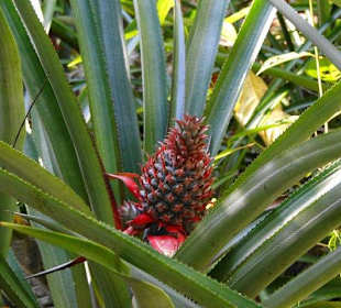Ananas
