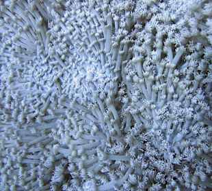 Podwodne życie w Abu Dabab