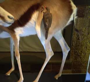 Museum für Naturkunde