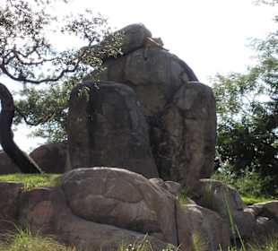 Hier liegt ein Löwe auf dem Felsen