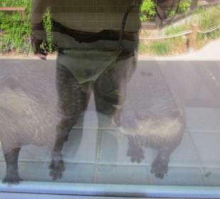 Kleine Otter