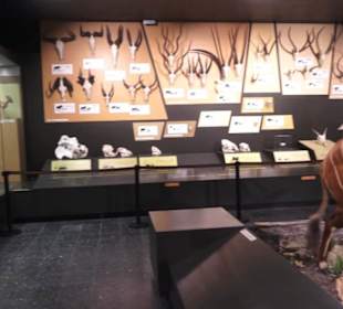 Zoologisches Museum