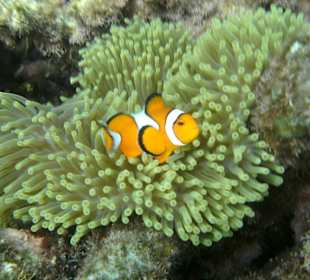 Findet Nemo - Einfach Traumhaft