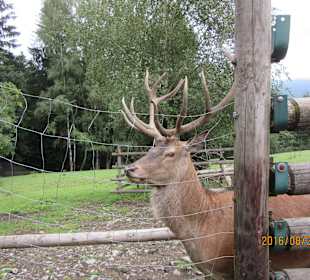 Bayernwald-Tierpark
