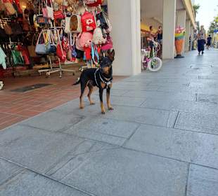 Der passt jedes Jahr gut auf