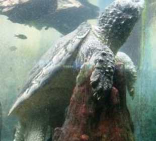 Shedd Aquarium Chicago