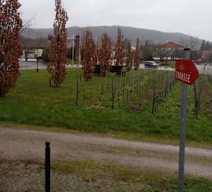 Grenzüberschreitender Rundweg durch die Weinberge