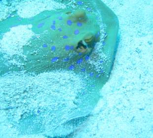 Tauchbasis Cleopatra Makadi Bay Diving