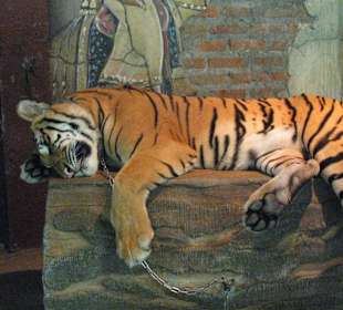 С этой кисой можно радом сфоткаться, погладить...