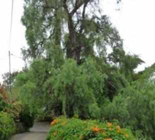 Wunderschöner Aufgang zur Quinta da Boa Vista