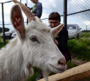 Koza na fermie strusi "Eurostruś"