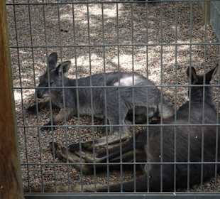 Stadtrundgang Sydney