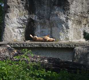 Zoo