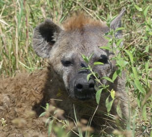 Du siehst mich nicht..