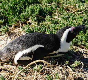 Pinguin beim Brüten