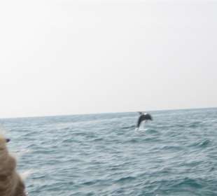 Delphin vom Motorboot aus