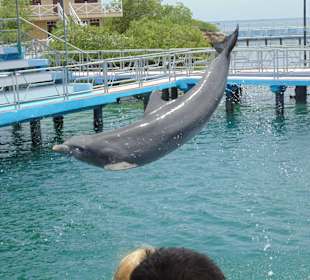 Delfinshow