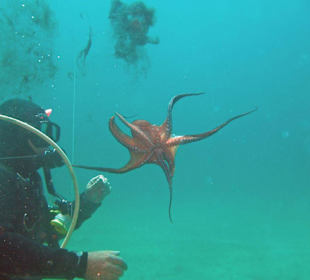 Vasilis mit Oktopus