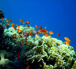 Schnorcheln Makadi Bay