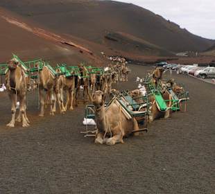 Dromedare am Feuerberg,unbedingt machen