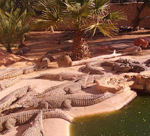 Krokodilfarm
