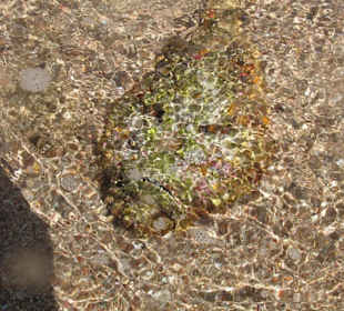 Steinfisch vom Hausriff