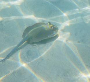 Rochen,Hausriff, rechts von der Marina