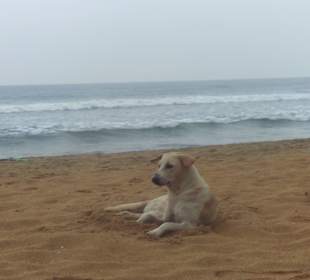 Hundeleben am Strand