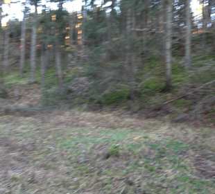 Wanderung rund um den Ochsenweiher